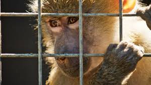 Resultat d'imatges de zologicos en malas condiciones