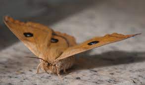 moth fumigation in warwickshire keye