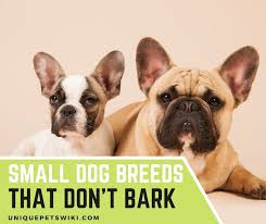 top 5 small dog breeds that don t bark