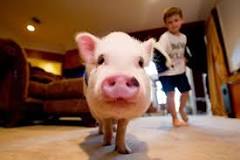 Image result for Micro Pigs For Sale