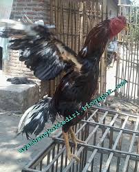 Wisata baru di kabupaten kediri jawa timur. Peternakan Ayam Bangkok Kediri Jawa Timur Tentang Kolam Kandang Ternak