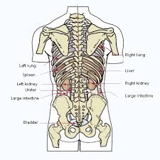 Internal Organs Of The Human Body Anatomical Chart Anatomy