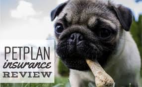 Their services are offered to health care plans, not individuals, as they do not sell insurance or offer any medical services. Petplan Insurance Reviews Coverage Wellness Rewards Plans Reimbursement Coupon Complaints And More Caninejournal Com