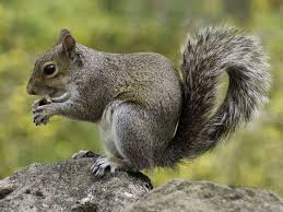 four types of squirrels in missouri