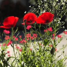 Press the seeds into the soil gently with your fingers and. How To Grow Poppies 8 Tips For Growing Poppies Growing In The Garden