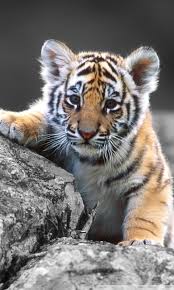 cute tiger cub ultra hd desktop