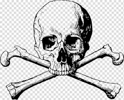 human skull drawing skull and