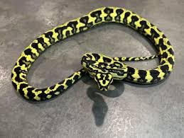 reduced pattern jungle pythons
