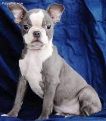 Blue and white boston terriers, also known as grey or silver and white, are one of the most favored amongst the rainbow of boston terrier colors available. Boston Terrier Pictures 2tt693836o3 Boston Terrier Boston Terrier Dog Boston Terrier Funny