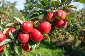 how to plant apple trees homes gardens