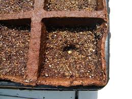 Larger seeds, like beans, are sown individually into deeper holes made with a finger, pencil, or dibber. How To Start Vegetable Seeds In A Seed Tray Veggie Gardener Forum