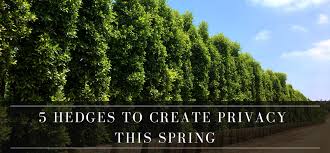 5 Hedges To Create Privacy This Spring