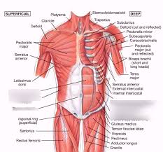 Abdominal Muscles Diagram Quizlet
