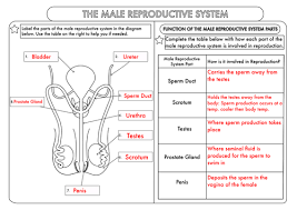 A complete study guide 12th edition 9780134459363. 34 Male Reproductive System Worksheet Answers Free Worksheet Spreadsheet