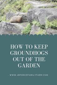 keep groundhogs out of the garden