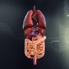 Female anatomical figure, with internal view of organs wellcome l0041281.jpg 2,820 × 4,004; Human Female Internal Organs Anatomy 3d Cgtrader