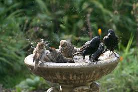 Here are some unique dy bird bath ideas for you. Should You Use Algicide In A Bird Bath Laidback Gardener