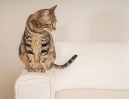 cats and leather sofas a guide to