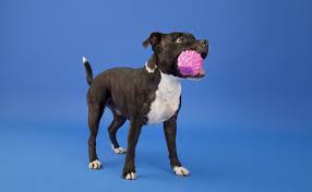 what are the best toys for pit bulls