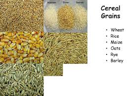 Barley grain ranks fourth in cereal production, with a world output of 136 million tonnes in 2007 maize is widely grown throughout the world and has the highest production of all the cereals with 817. Grain Structure Of Major Cereals Pulses And Oilseed Ppt Download
