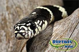 king snake care sheet reptiles by mack