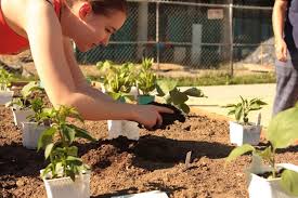 Community Gardening In Davis