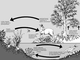Interdependence Of Plants And Animals Welcome To Science