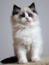 I've known folks who have returned their ragdoll back to the breeder as they did not possess. 100 Best Ragdoll Cats And Kittens Ideas Cats And Kittens Kittens Cats