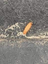 invading car are carpet beetle larvae