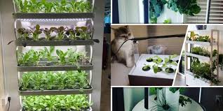 Getting Started with a Home Hydroponic Garden