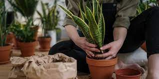 How To Get Houseplants For Free Or
