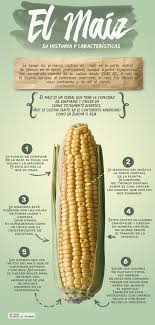 el maíz su historia y características