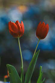 beautiful tulips in garden free stock