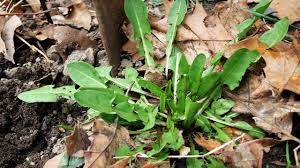 foraging for wild dandelions