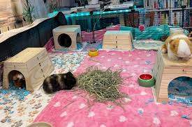 Best Bedding For Guinea Pigs Top 6