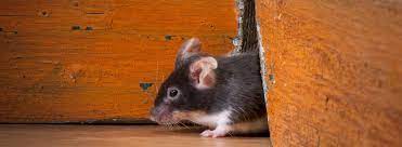 Why And How Mice Get In Your House