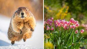 Prédictions du printemps 2023 : La marmotte du Québec meurt et ça n'annonce  rien de bon - Narcity