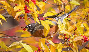 Vines And Shrubs To Plant For Birds