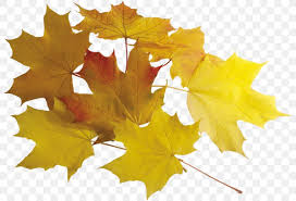 Leaf Autumn Leaves Clip Art Png 800x560px Leaf Autumn
