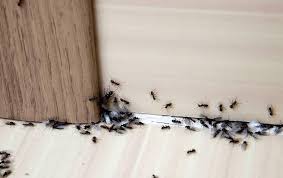 Diy pest control have solutions for every possible pest, keeping your home infestation free all year long. Blog Why Diy Ant Control Is Not A Good Idea