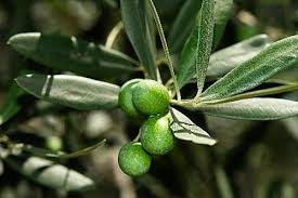 The existing evidence suggests that olive leaf extract has antioxidant activity. Olive Leaf Herbal Malaysia