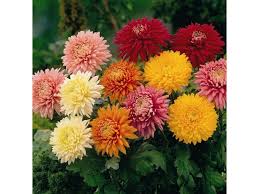 За да цветна градина угоди на дълго време, се препоръчва за основа се вземат многогодишни цветя. Esenni Cvetya V Gradinata Cvetya Blgarski Fermer