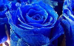 Blumen Rose blau - HD Wallpaper Desktop ...
