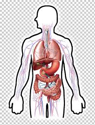 Circulatory System Human Digestive System Respiratory System