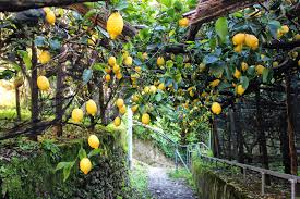 Sentiero dei Limoni-Path of Lemons Amalfi Coast - Mentre il #mondo decide di fermarsi🚫i limoni continuano a fare i limoni🍋 (e che limoni)💛 #SentierodeiLimoni #EscursioniGuidate | Facebook