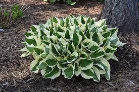 patriot hosta hosta patriot in