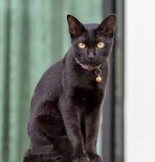Enter your email address to receive alerts when we have new listings available for all black kittens for sale. Bombay Kittens For Sale Adoptapet Com