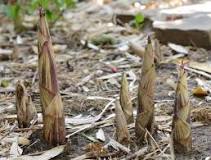 are-raw-bamboo-shoots-poisonous