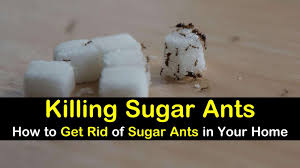 11 creative ways to get rid of sugar ants