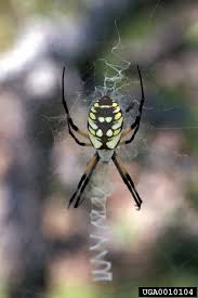 black and yellow garden spiders